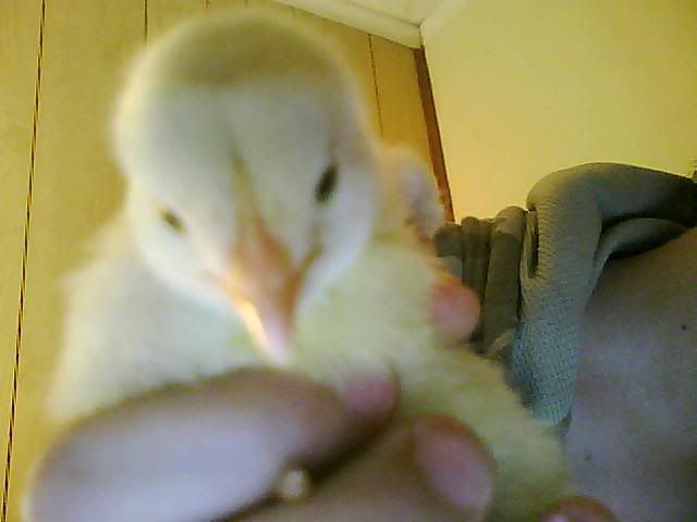 Picture0102.jpg