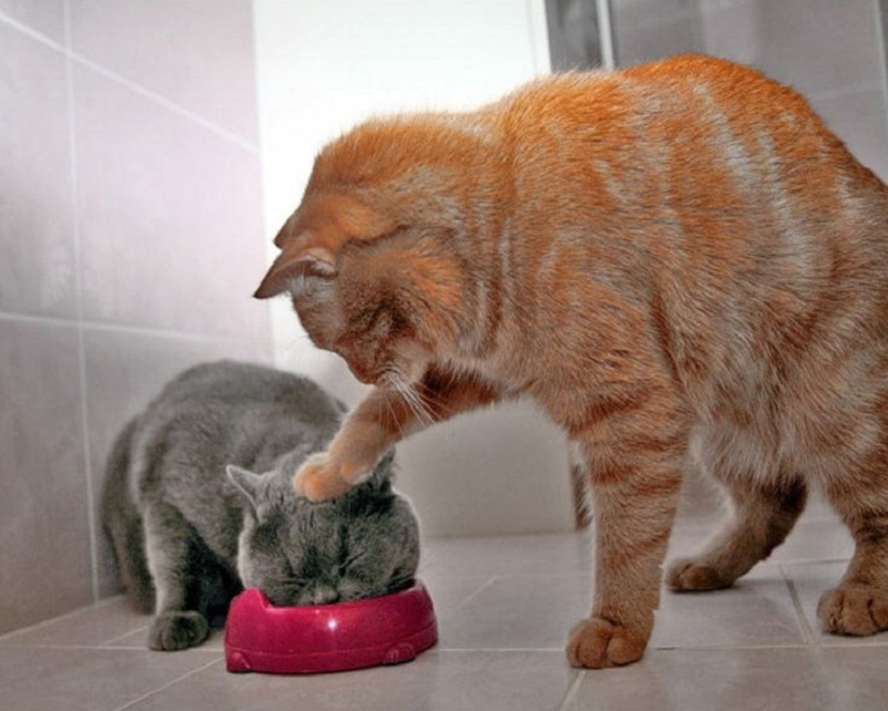 900x900px-LL-a1302e3b_funnycatwallpapersinhd.jpeg