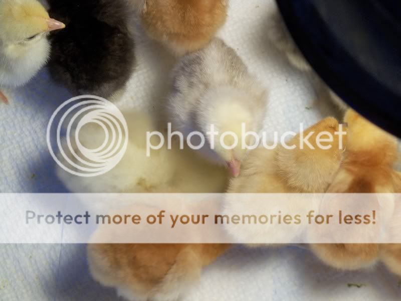 chicks018.jpg