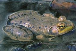 FrogGreen01.jpg
