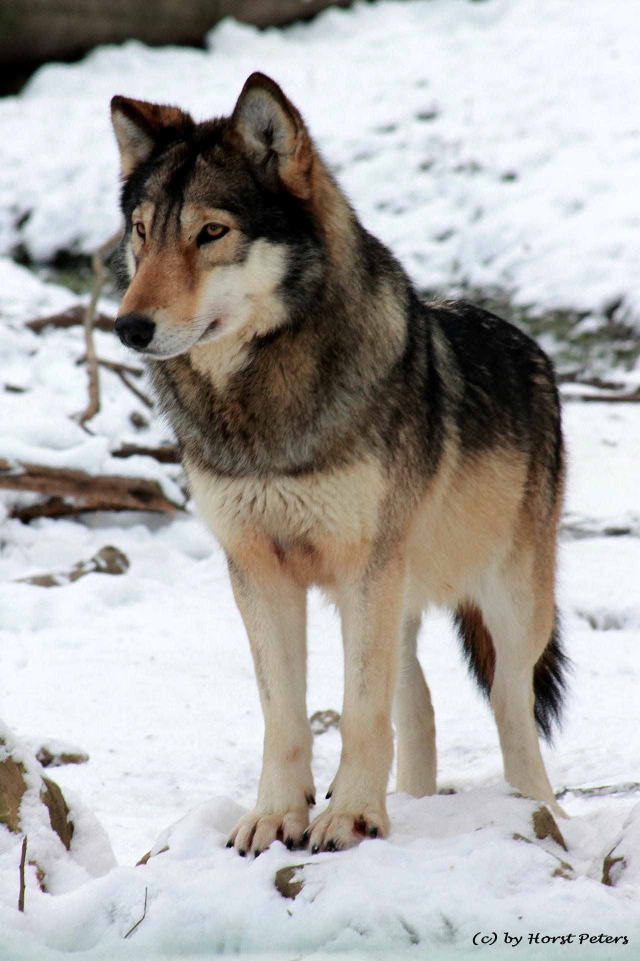 timber_wolf___timberwolf_3_by_bluesgrass-d5sfx0t.jpg