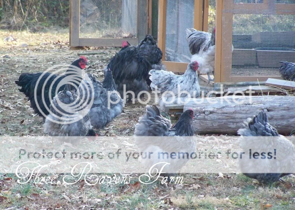 JustUsChickens01-20-2011.jpg