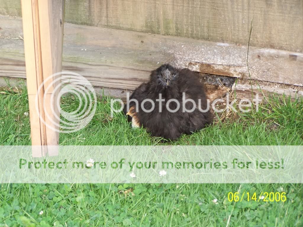 coleschickenpictures092.jpg
