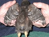 th_Chickies029.jpg