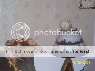 100_2441.jpg