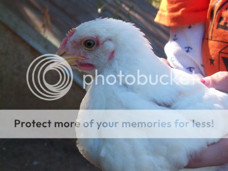 fairchickens016.jpg