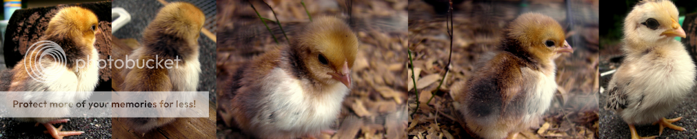 Chicksss-1.png