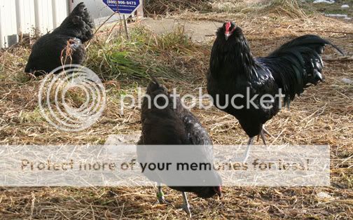 BlackAmeraucanaTrio.jpg