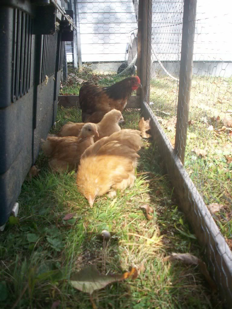 Chooks010.jpg
