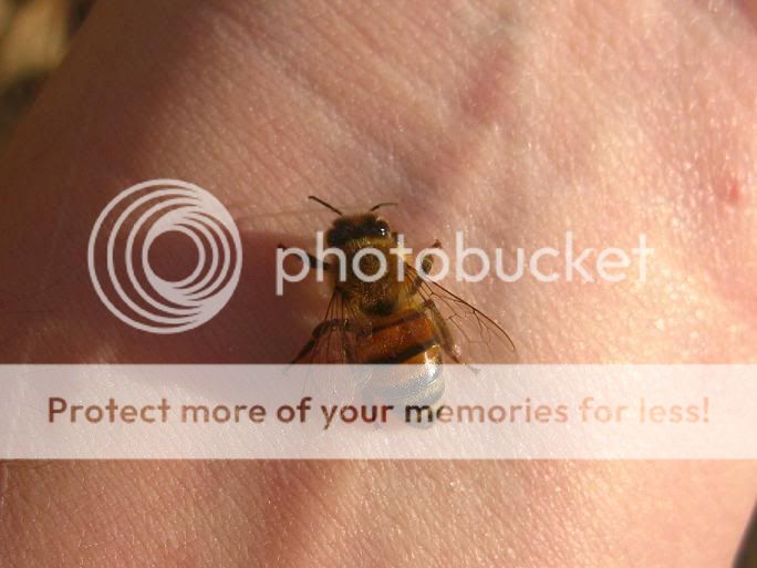 bee3.jpg