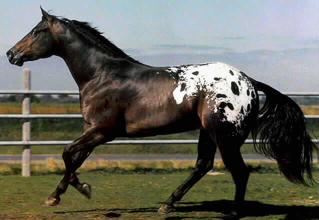 14540_appaloosa3.jpg