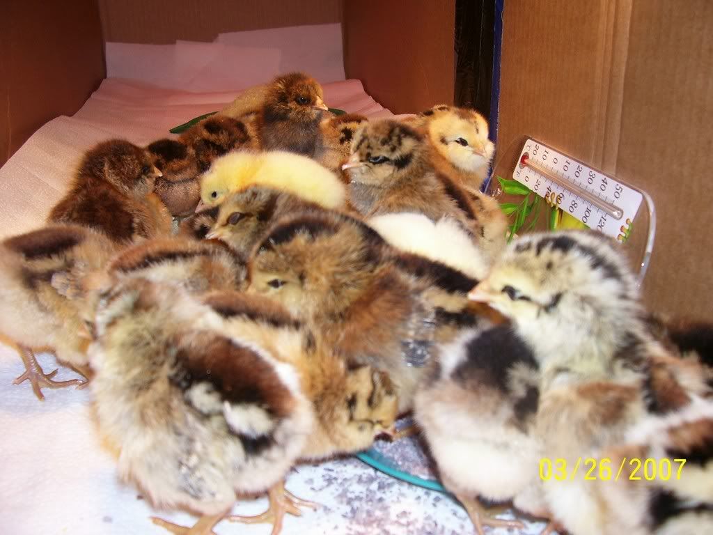 chix-1.jpg
