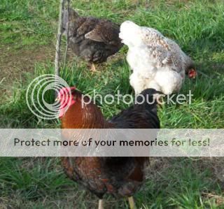 11289_chickens23_0141.jpg