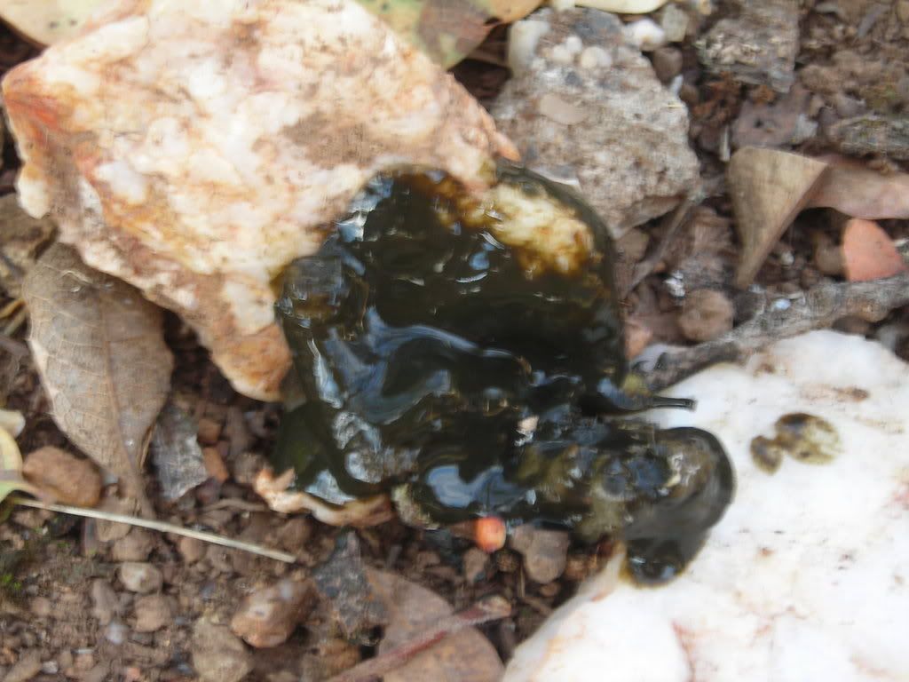 DSCN1185.jpg