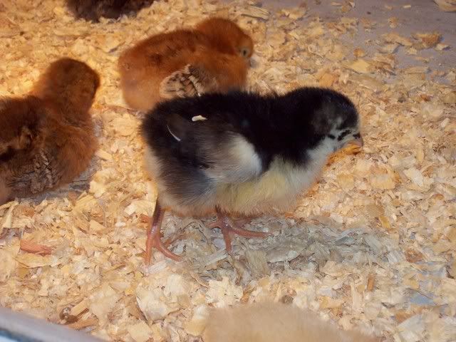 chicks008.jpg