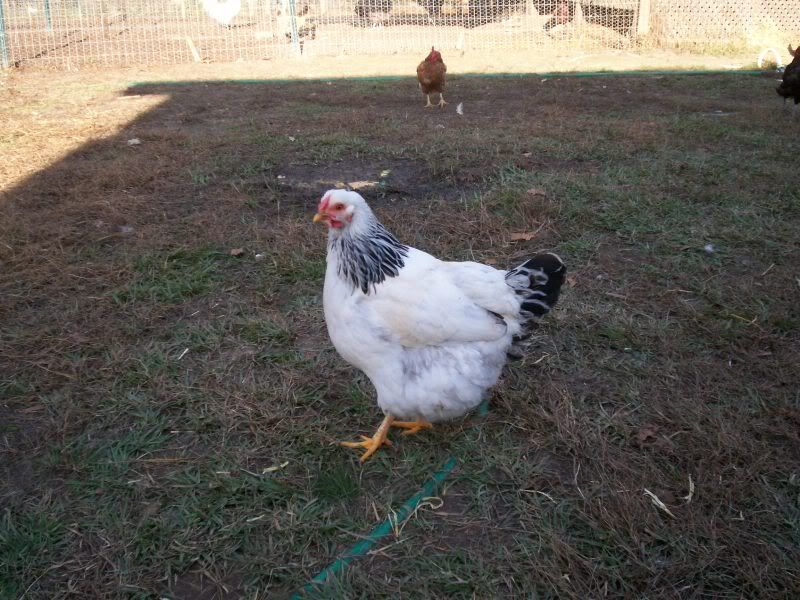 novemberpictures006.jpg