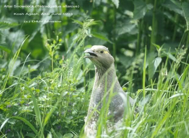 altai_snowcock_dnm.jpg