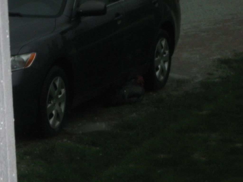 002-2.jpg