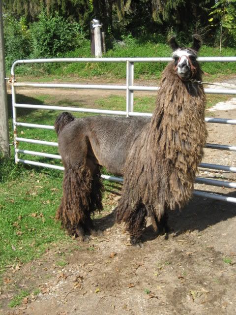 1cottorroa.jpg