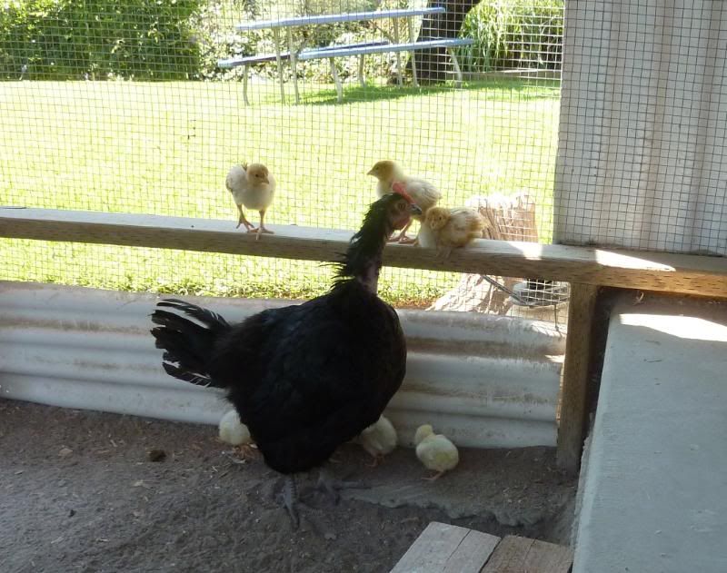 20110731_Chicks004.jpg