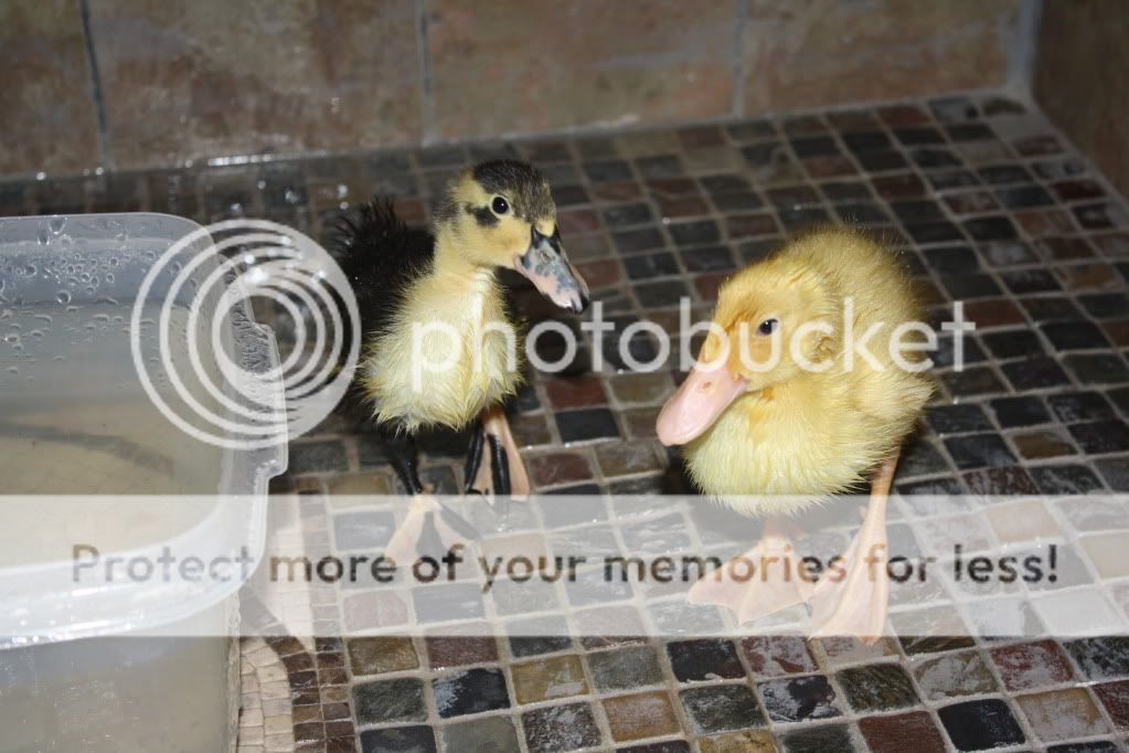 duckies022.jpg