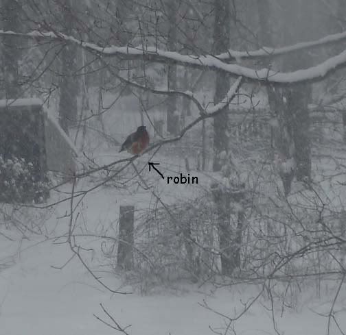 firstrobin2009.jpg