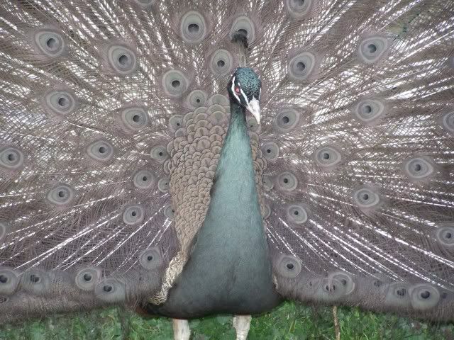 peafowl077-1.jpg