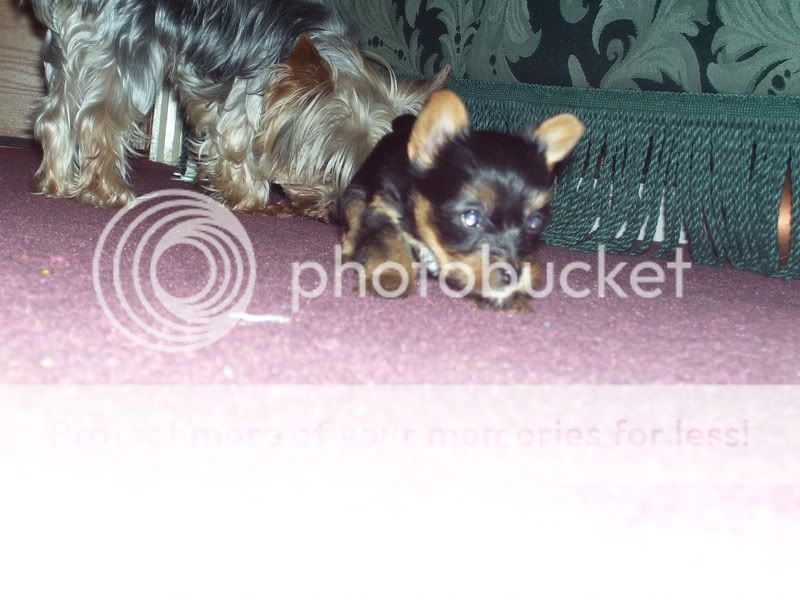 Puppies005.jpg