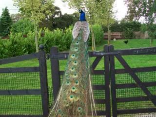 quiltychick012.jpg