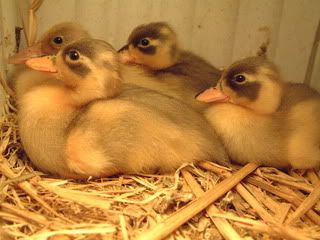 CallDucklings006.jpg
