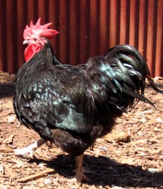 Australorp_Rooster.JPG