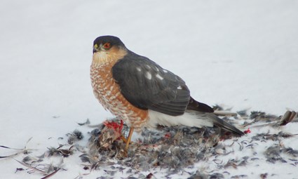 sharp_shinned_hawk_17.jpg