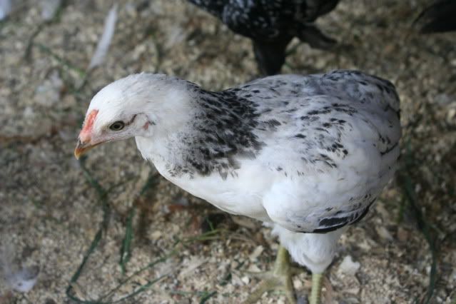 June2011033.jpg