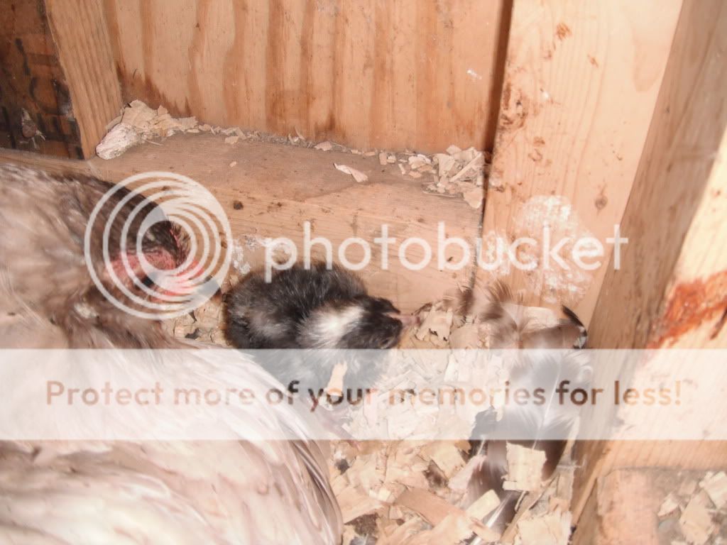 ducksandchickens007.jpg