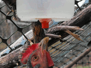 chickenfilter04.gif