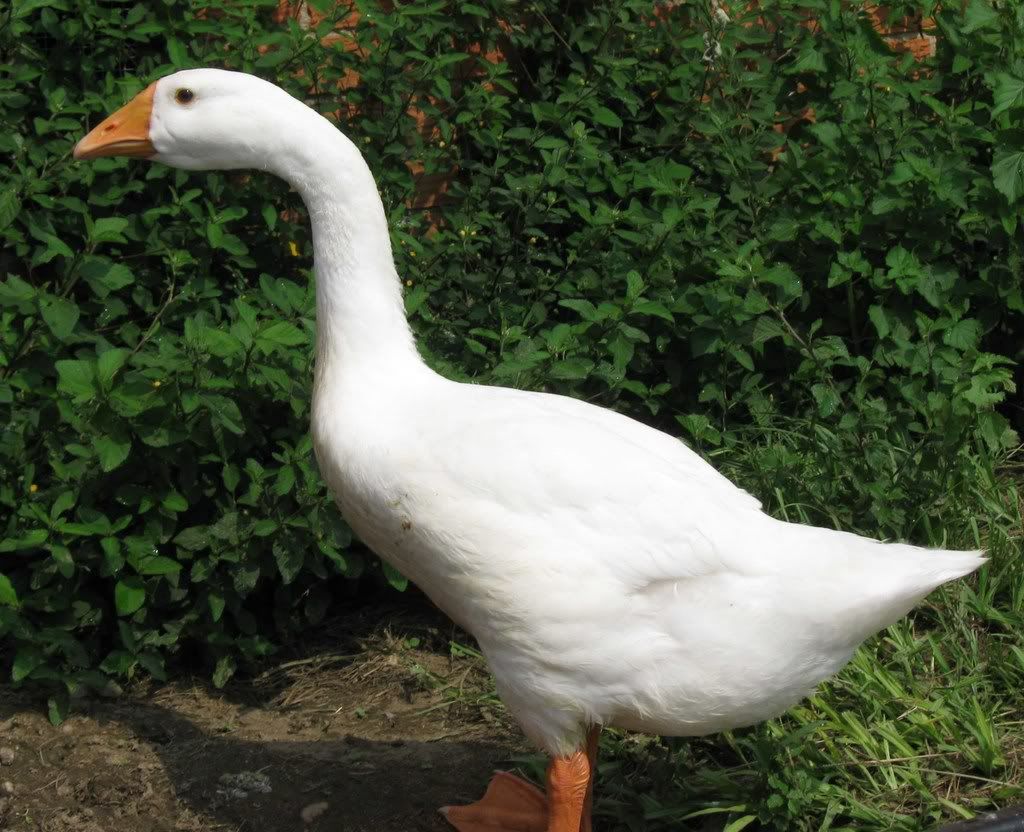 whitegosling_lowres.jpg