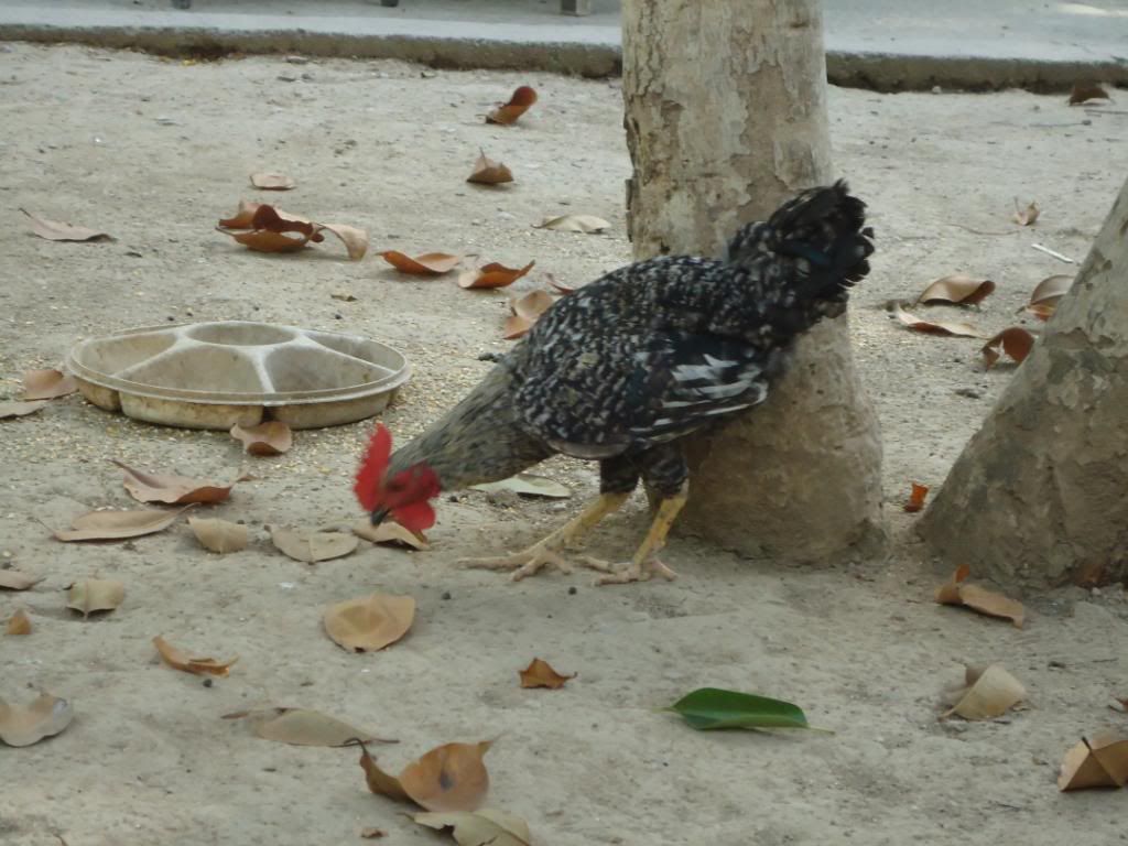 guinneafowl027.jpg