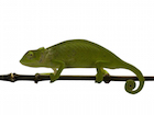 buy-senegal-chameleon.jpg