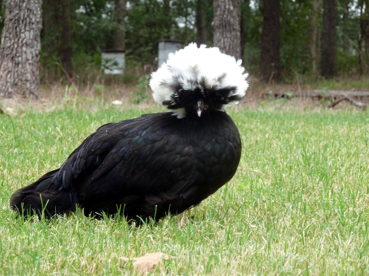 white_crested_black_polish_2.jpg