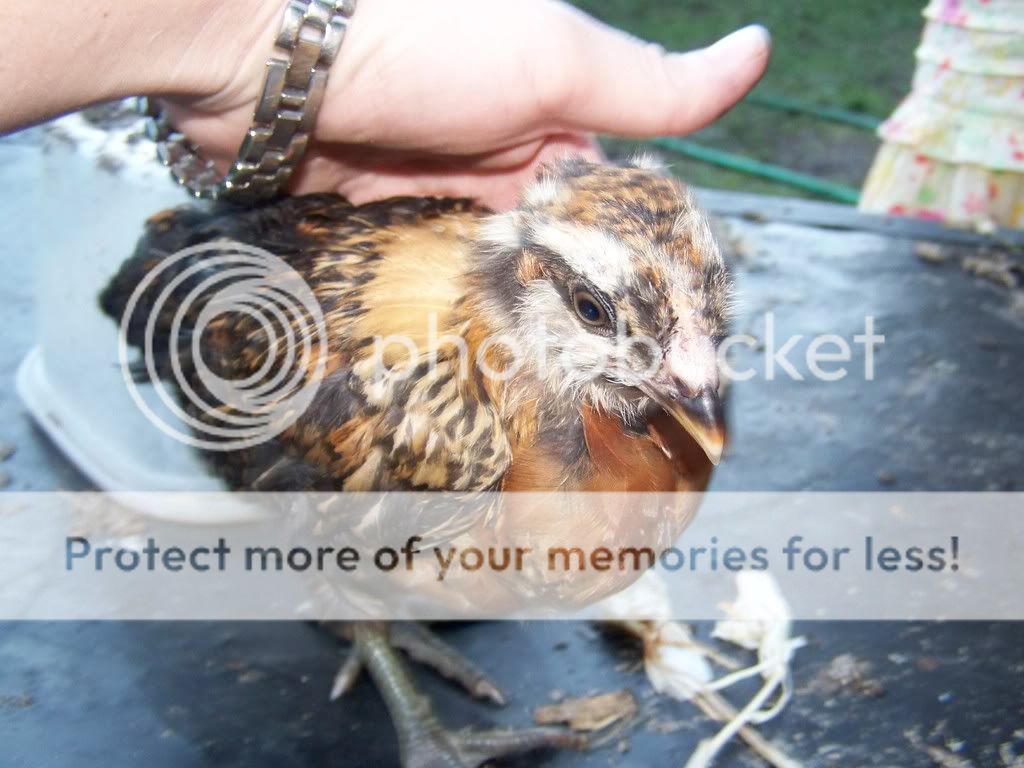 Chicksgettingolder013.jpg