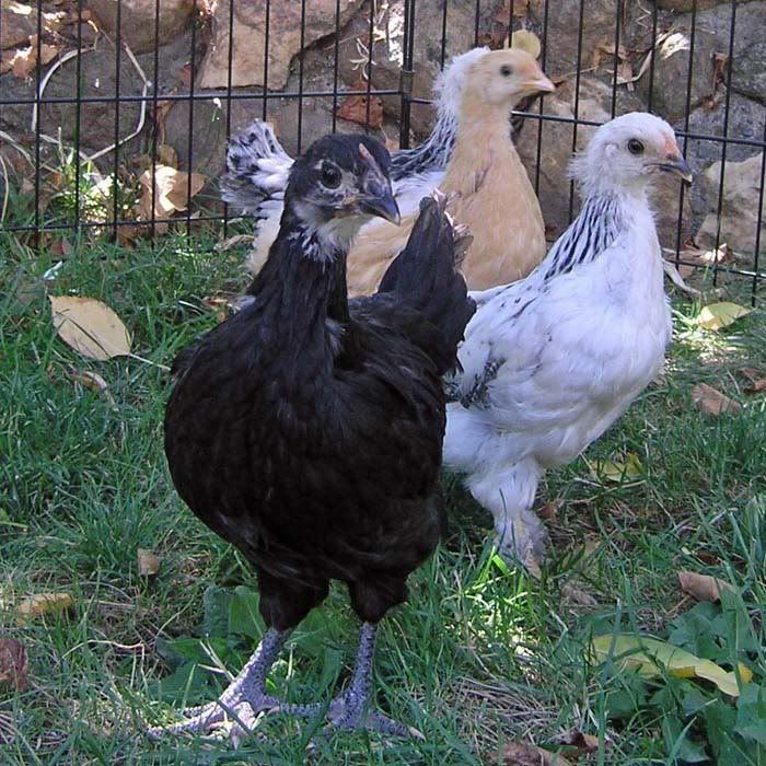 group5.jpg