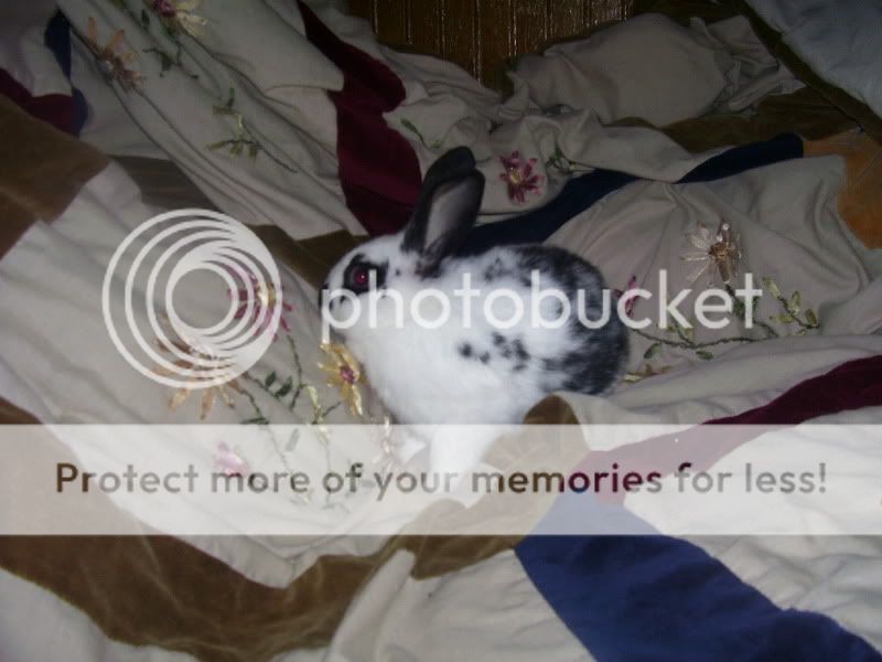 rabbits018.jpg