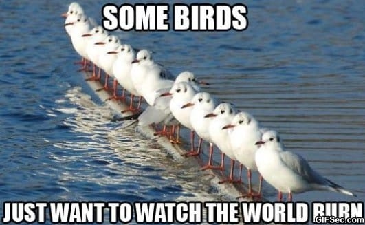 Some-birds.jpg