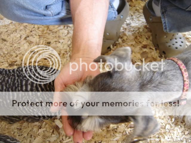 chickseat025.jpg