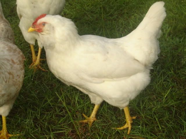 chickens003.jpg