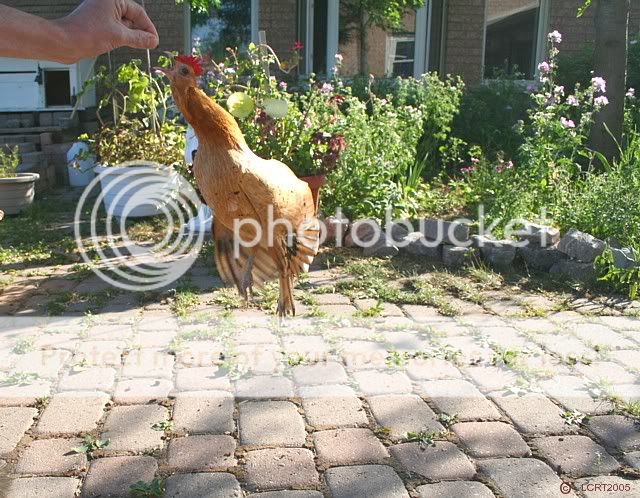 IMG_2638_LCRT2005_spring_chicken5.jpg