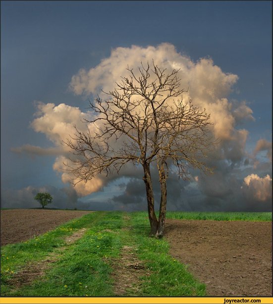 tree-cloud-785552.jpeg