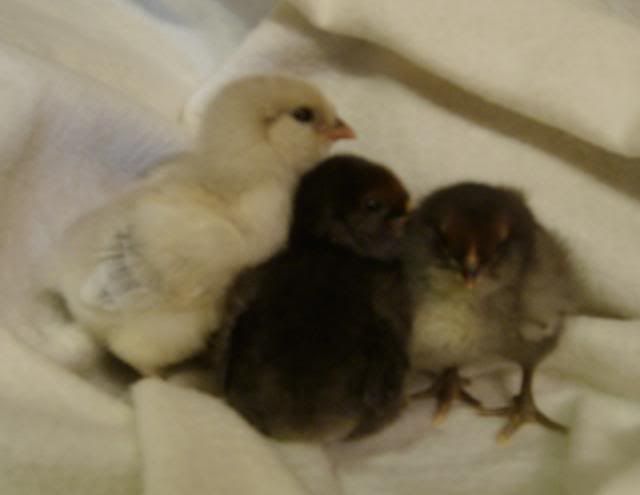 babychicks001.jpg