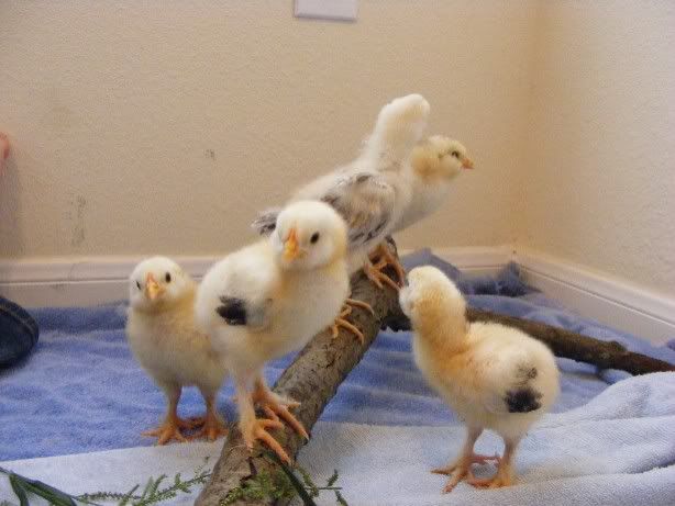 Chicks100709006.jpg