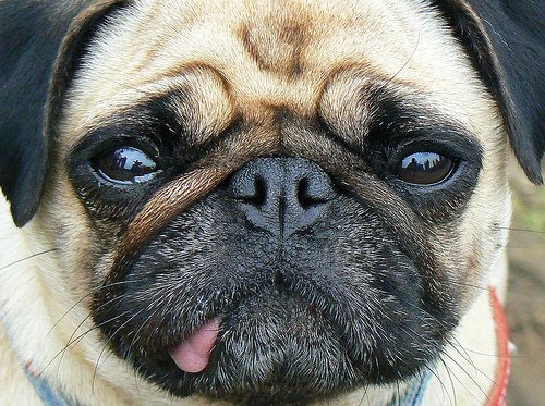 dog-staring.jpg